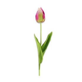 Tulipan pojednczy LR2307009