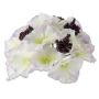 55659 white lilac