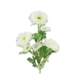 Margeretka gałązka T60-04