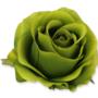 Róża VIVALDI główka kwiatowa 55682 GR115 3202