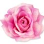 Róża Sonia główka kwiatowa 53384 LA487 3349
