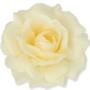 Róża Sonia główka kwiatowa 53384 3349 3349