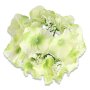 55659 cream green