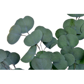 Eukaliptus populus 60cm 75g/pacz 249CAN217_GR