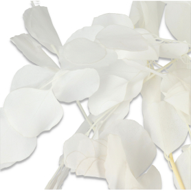 Eukaliptus populus 60cm susz 100g/pacz  White 249CAN217W