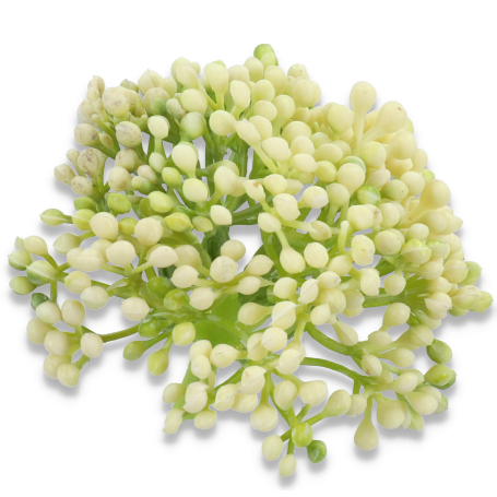 53285 cream