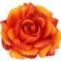 Róża Sonia główka kwiatowa 53384 or480 3349