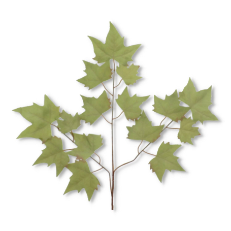 51683 olive