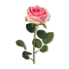 Róża gałązka pojedyncza AFL0978