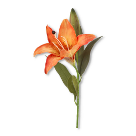 Lilia gałązka pojedyncza ERA1026