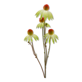 Jeżówka gałązka WEI1022