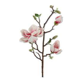 Piankowa Magnolia w gałązce HD500058