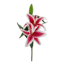 Lilia guma x2 kwiaty i pąk HD133277