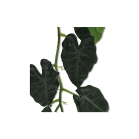 Alokazja girlanda ARTIVY11