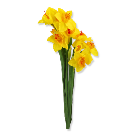 Narcyz żonkil bukiet x3 LR22206012