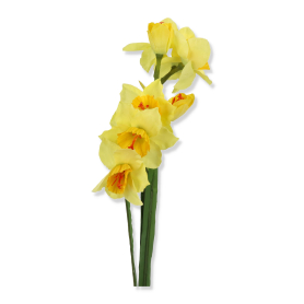 Narcyż żonkil x2, 8 kwiatów LR22206015