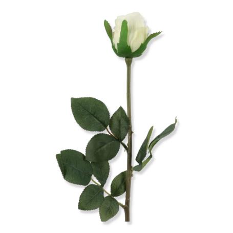 Róża pojedyncza w pąku REN2009