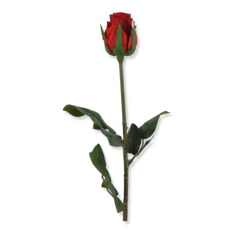 Róża pojedyncza w pąku REN2009