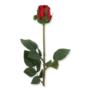 Róża pojedyncza w pąku REN2009