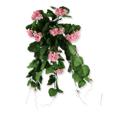 Pelargonia zwis 54359 SUN681 SUN681