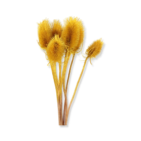 Szczeć oset 10 szt op. SU-SZCZEC10