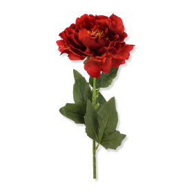 Piwonia gałązka pojedyncza DL030205