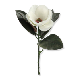 Magnolia pojedyńcza z liściem WEI1016