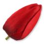 Tulipan główka kwiatowa 6cm HD070151