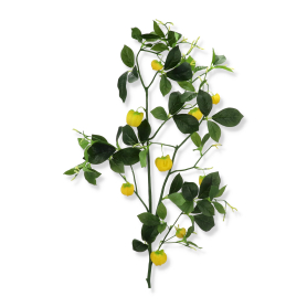 Gałązka miechunki ANA1008 mix1