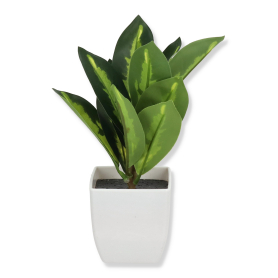 Roślina w doniczce CV32764-IX