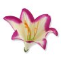 56607 white lavender
