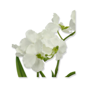 Storczyk Vanda LA716