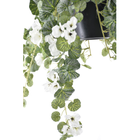 Pelargonia w doniczce BL097