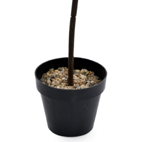 Drzewko w doniczce BL079