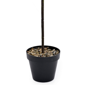 Fikus Benjamin w doniczce BL086