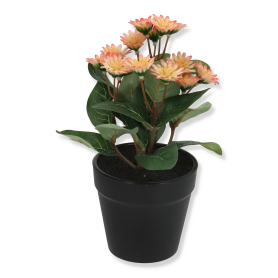 Sanwitalia w doniczce YD316