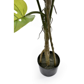 Monstera w doniczce TREE008