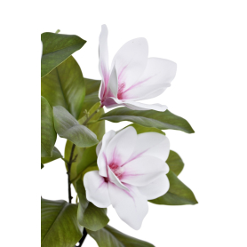 Magnolia gałązka MAG1001