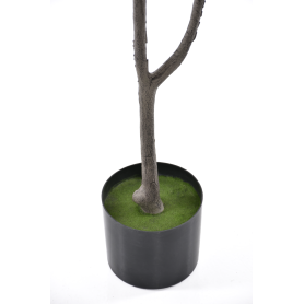 Magnolia drzewko w doniczce WEI1024