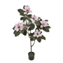 Magnolia drzewko w doniczce WEI1024