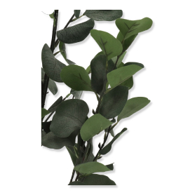 Eukaliptus w doniczce CV33346