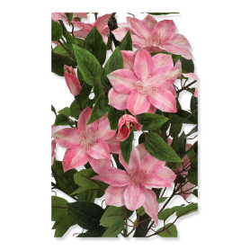 Drzewko Klematis KLM1173