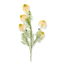 Jeżówka x5 kwiatów gałązka HD2630258