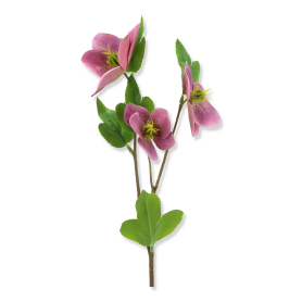 Ciemiernik gałązka WEI1023 MIX1