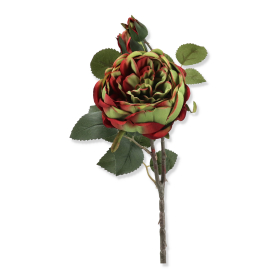 Róża angielska gałązka LR2375008