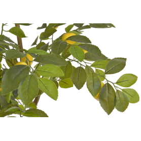 Drzewko cytrynowe w doniczce 130 cm 219CAN380L130