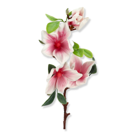 Magnolia gałązka ERA1023