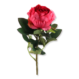 Piwonia gałązka pojedyncza DL030303