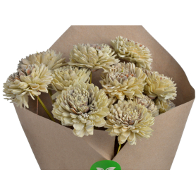 Shola cynia 6 cm 12szt/bukiet 64CAN1607_GR