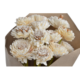 Shola cynia 6 cm 12szt/bukiet 64CAN1607_W